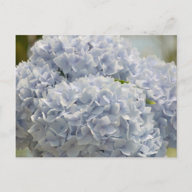 Blue Hydrangeas Vykort (Framsida)