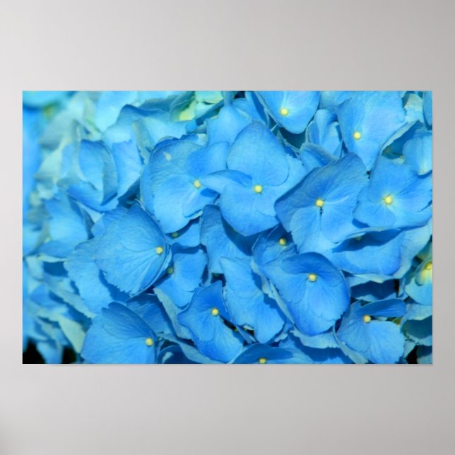 Blue Hydrengea Poster (Framsidan)