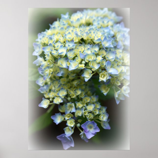 Blue Hydrengea Poster (Framsidan)