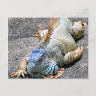 Blue Iguana Vykort