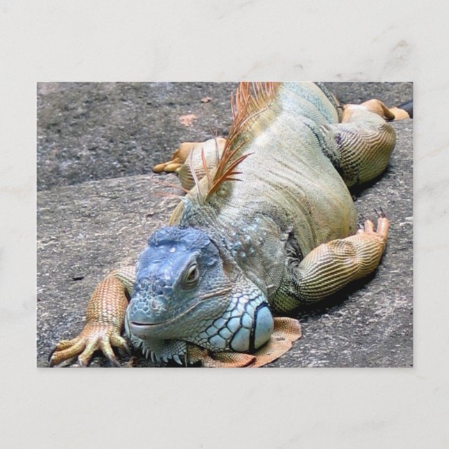 Blue Iguana Vykort (Framsida)