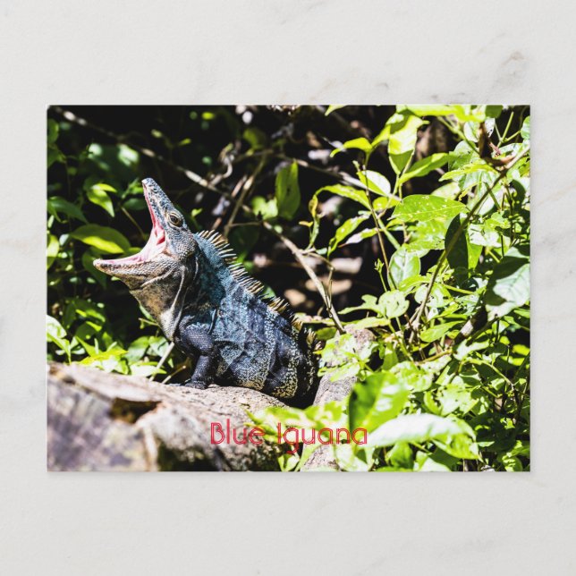 Blue Iguana Vykort (Framsida)