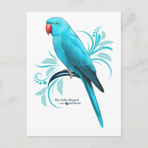 Blue Indian RingnackParrot Vykort
