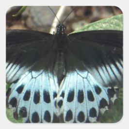 Blue Iridescent Mormon Butterfly Fyrkantigt Klistermärke