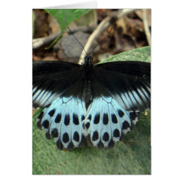 Blue Iridescent Mormon Butterfly Hälsningskort