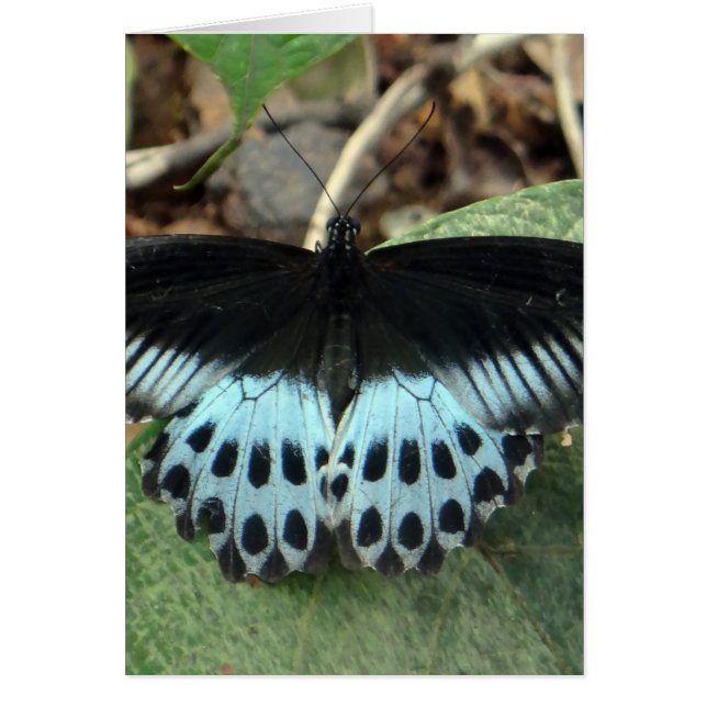 Blue Iridescent Mormon Butterfly Hälsningskort (Framsidan)