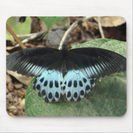 Blue Iridescent Mormon Butterfly Musmatta