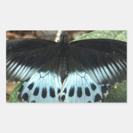 Blue Iridescent Mormon Butterfly Rektangulärt Klistermärke