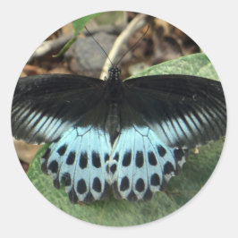 Blue Iridescent Mormon Butterfly Runt Klistermärke