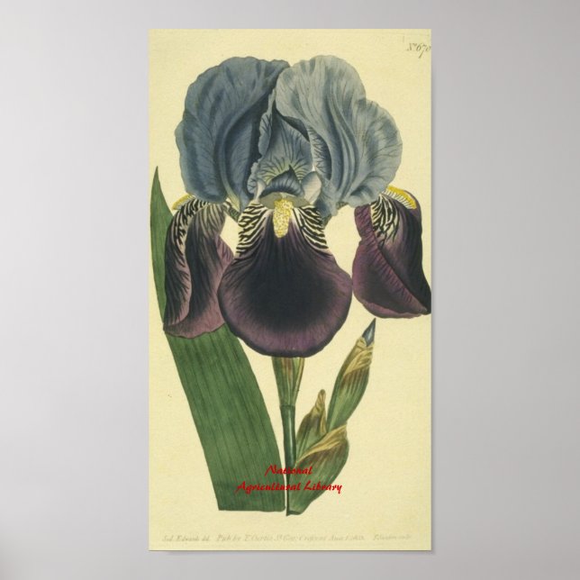 Blue Iris Botanical Print Poster (Framsidan)