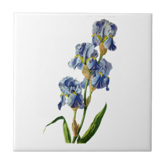 Blue Iris Drawn from Nature av Gerard van Spaendon Kakelplatta