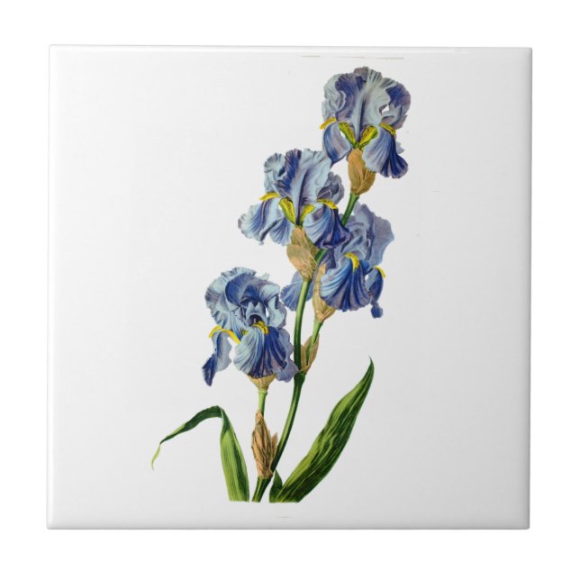 Blue Iris Drawn from Nature av Gerard van Spaendon Kakelplatta (Framsidan)