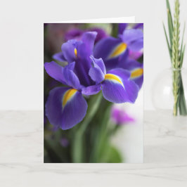 Blue Iris Flower Bouquet Kort