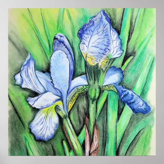 Blue Iris Flower Original Art Teckning Blommigt Poster (Framsidan)