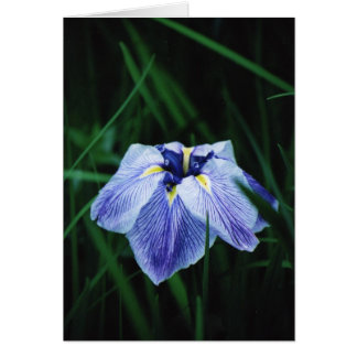 Blue Iris Hälsningskort