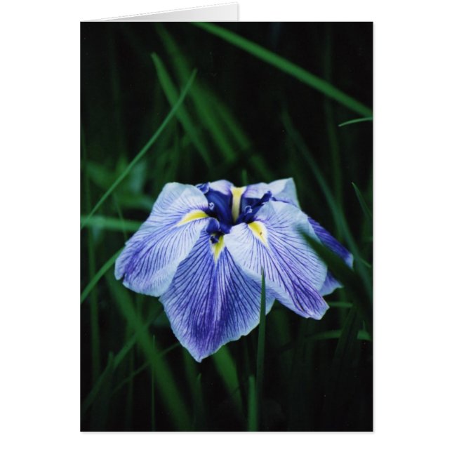 Blue Iris Hälsningskort (Framsidan)