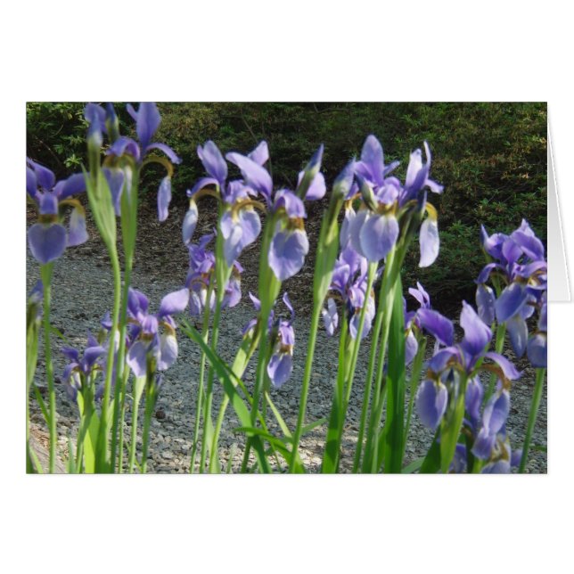 Blue Iris Hälsningskort (Framsidan Horizontal)