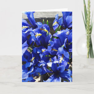 Blue Iris Reticulata (Netted Iris) Kort