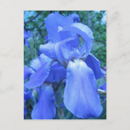 Blue Iris Vykort