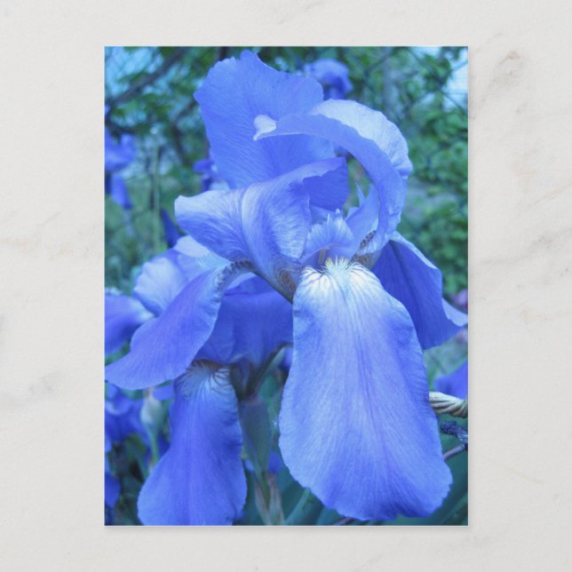 Blue Iris Vykort (Framsida)