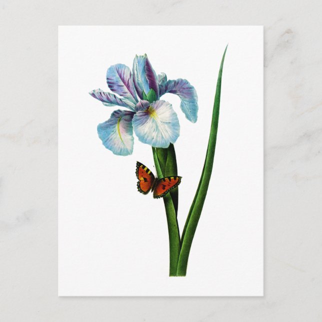 Blue Iris with Butterfly by Redoute Vykort (Framsida)