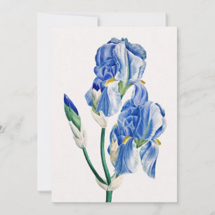 Blue Irises Tack Julkort