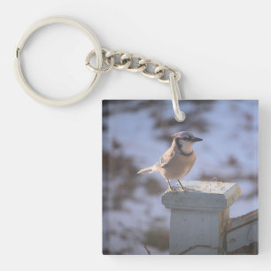 Blue Jay
