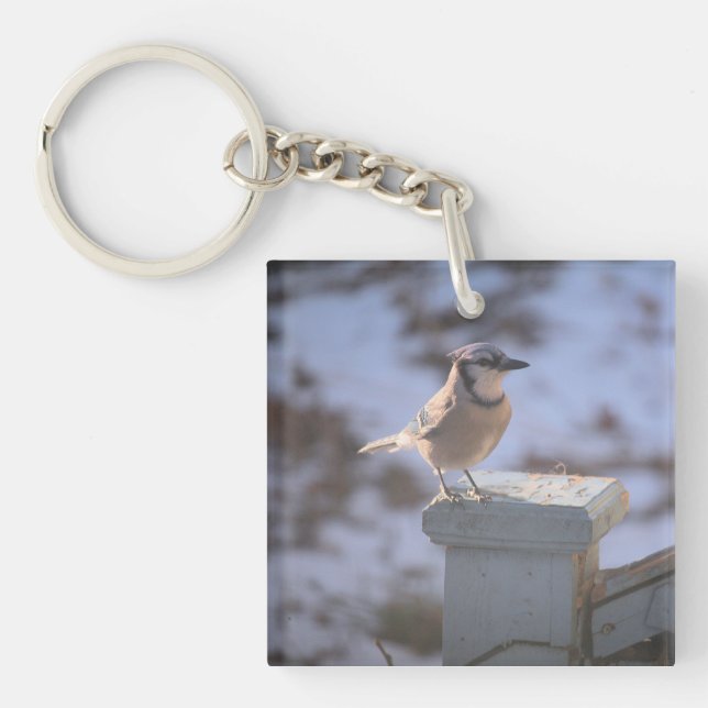 Blue Jay (Framsidan)
