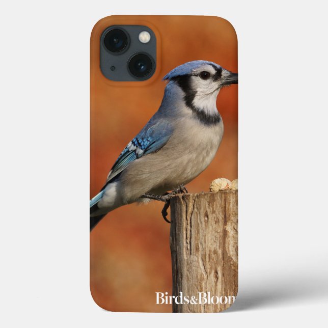 Blue Jay (Baksida)