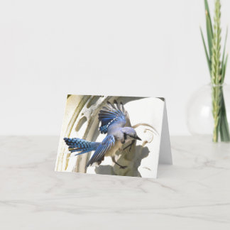 Blue Jay #3 - Tomt anteckningskort