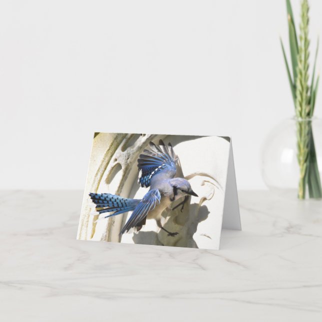 Blue Jay #3 - Tomt anteckningskort (Framsida)