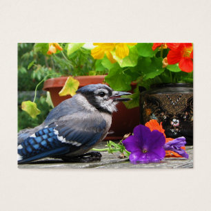 Blue Jay and Flowers ATC Visitkort