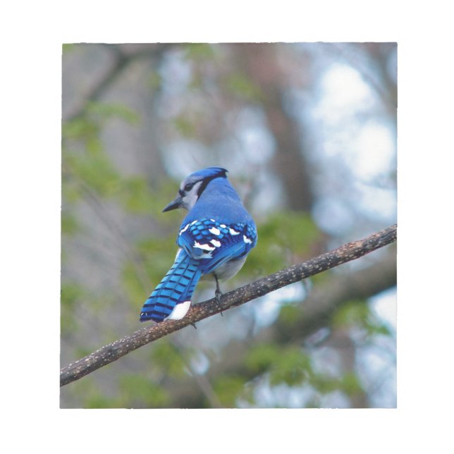 Blue Jay Anteckningsblock (Framsida)