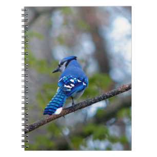 Blue Jay Anteckningsbok Med Spiral