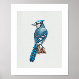 Blue Jay Art Print Poster