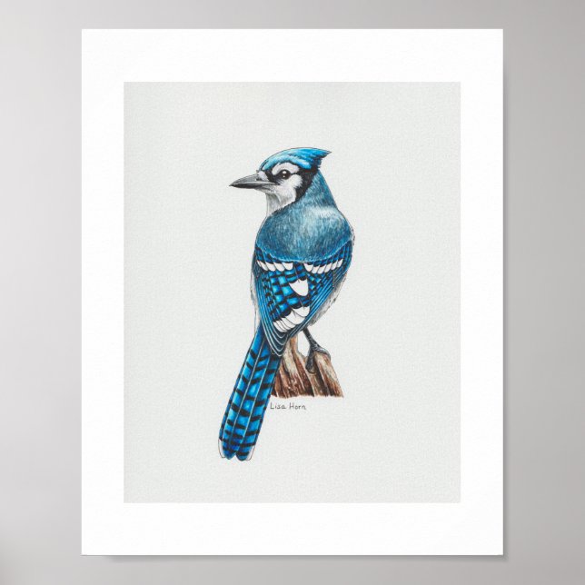 Blue Jay Art Print Poster (Framsidan)
