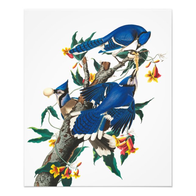 Blue Jay av John James Audubon Fototryck (Framsidan)