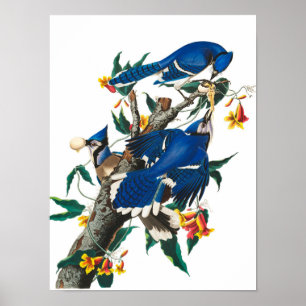 Blue Jay av John James Audubon Poster
