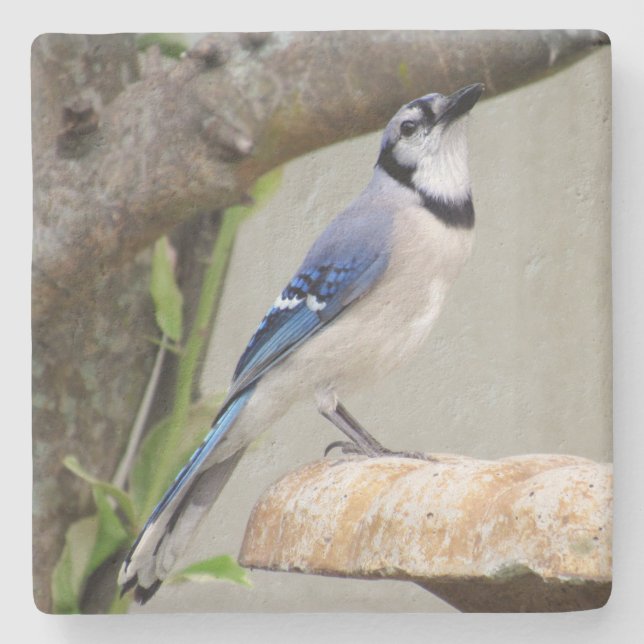 Blue Jay - Backyard Bird Series -    Underlägg (Framsidan)