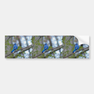 Blue Jay Bildekal
