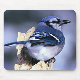 Blue Jay Bird Älskare Musmatta