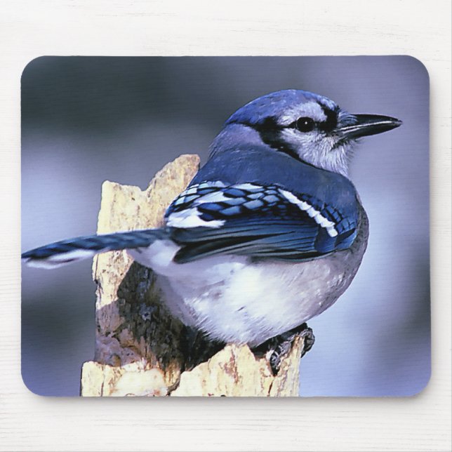 Blue Jay Bird Älskare Musmatta (Framsidan)
