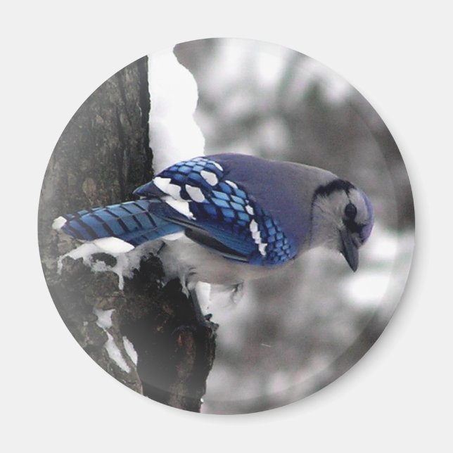 Blue Jay Bird Magnet (Framsidan)