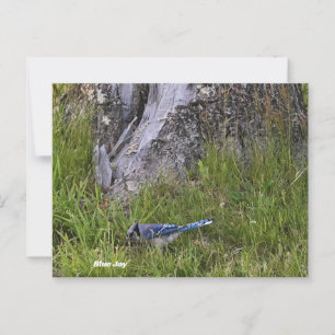 Blue Jay Bird Photo Postcard Vykort