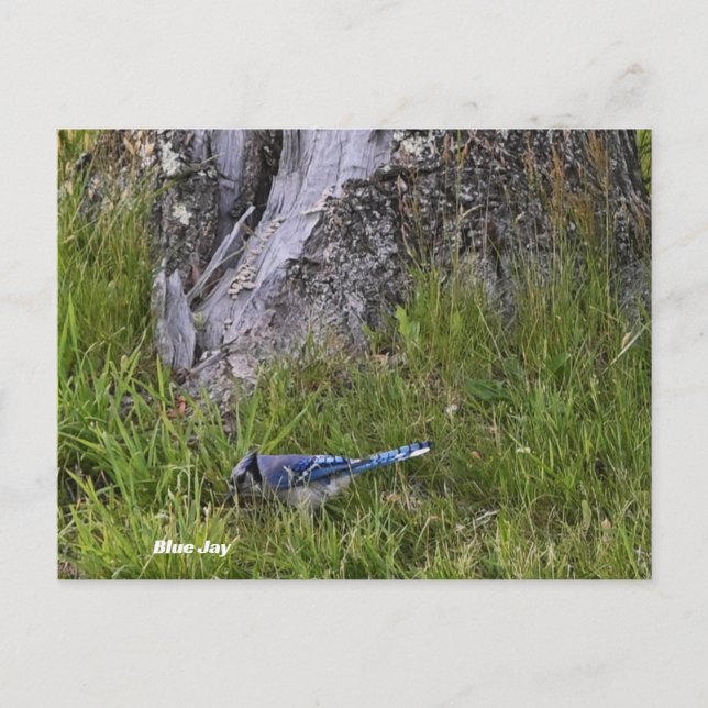 Blue Jay Bird Photo Postcard Vykort (Framsida)