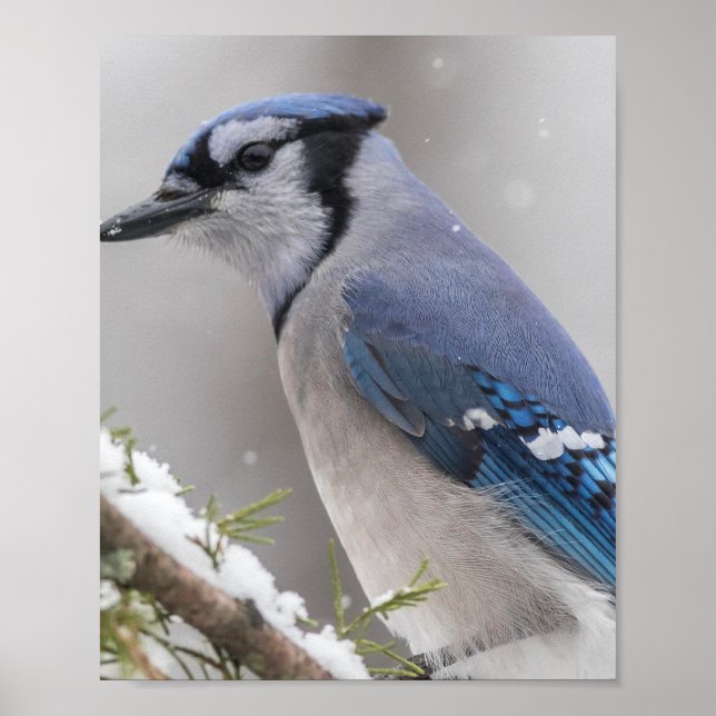Blue Jay Bird Poster (Framsidan)