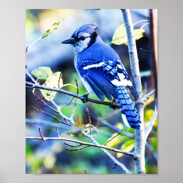 Blue Jay Bird Poster (Framsidan)