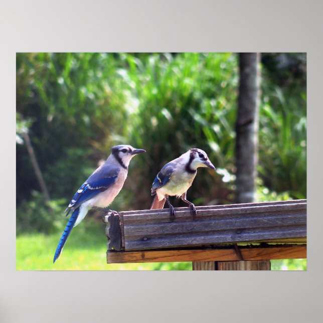 Blue Jay Birds Backyard Bird Feeder Poster Photo (Framsidan)