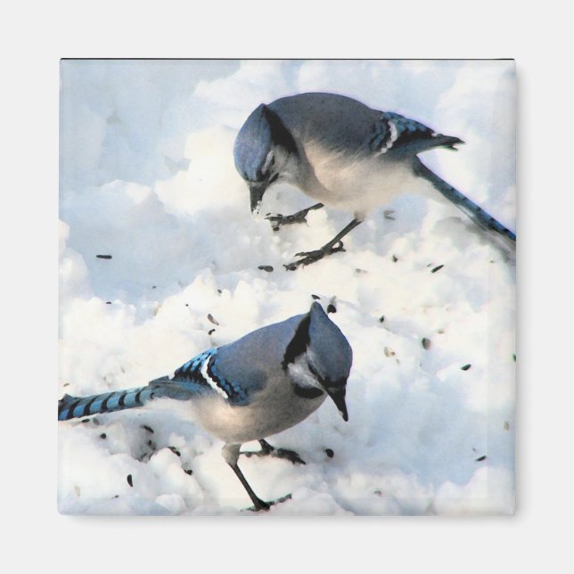 Blue Jay Birds i Snö Nature Magnet (Framsidan)