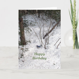 Blue Jay Birthday Kort